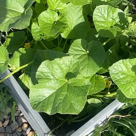 Photo of the plant species Melon by @MiracleMakole57 named Marilyn on Greg, the plant care app