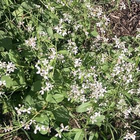 Photo of the plant species Cultivated Radish by @MiracleMakole57 named Leonardo on Greg, the plant care app