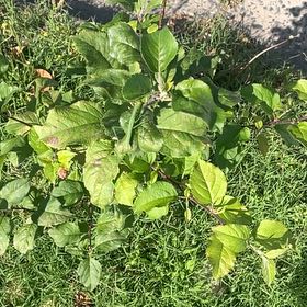 Photo of the plant species Apple by @MiracleMakole57 named Planty on Greg, the plant care app