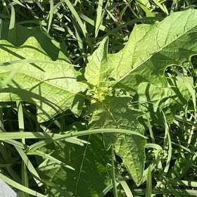 Photo of the plant species Bull Nettle by @MiracleMakole57 named Foxxy on Greg, the plant care app