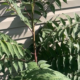 Photo of the plant species Ailanthus Altissima by @MiracleMakole57 named Remington on Greg, the plant care app