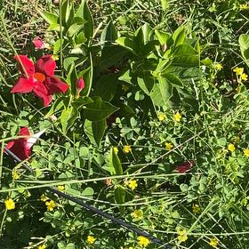 Photo of the plant species Garden Tulip by @MiracleMakole57 named Aria on Greg, the plant care app