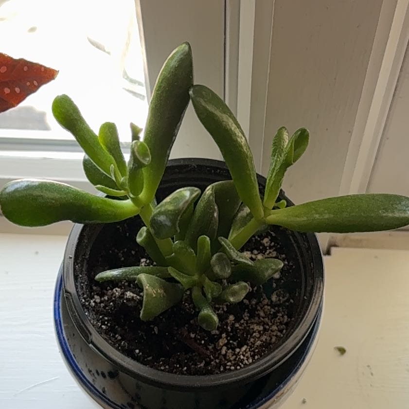 Photo of the plant species Hobbit Jade by @SmoothCowvine54 named Bilbo on Greg, the plant care app