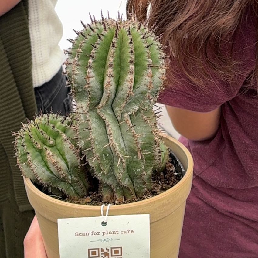 Photo of the plant species Milk Barrel Cactus by @FabCassava50 named Percy on Greg, the plant care app