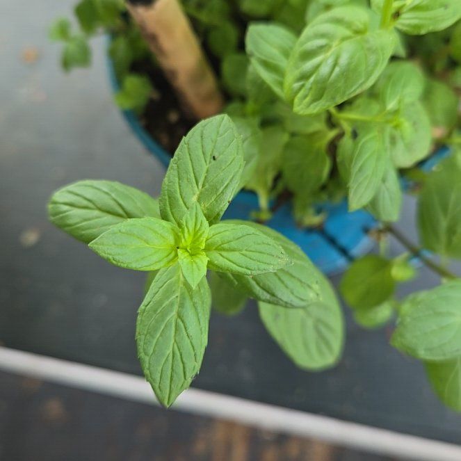 Photo of the plant species Peppermint by @WiseYuzutree76 named Mint on Greg, the plant care app