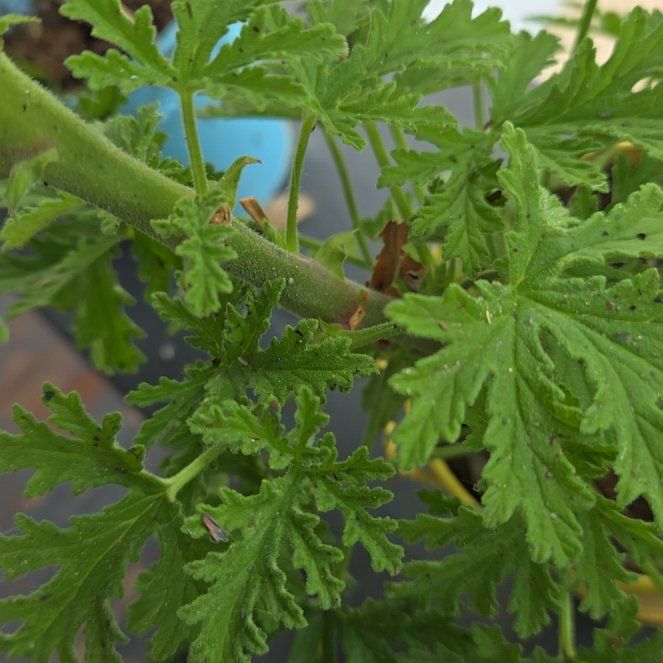 Photo of the plant species Citronella Geranium by @WiseYuzutree76 named Citronella on Greg, the plant care app