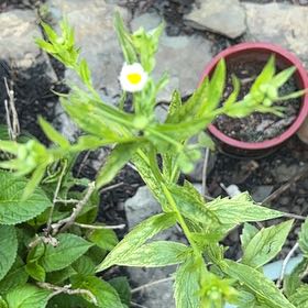 Photo of the plant species Annual Fleabane by @VastTejocote41 named Mochi on Greg, the plant care app