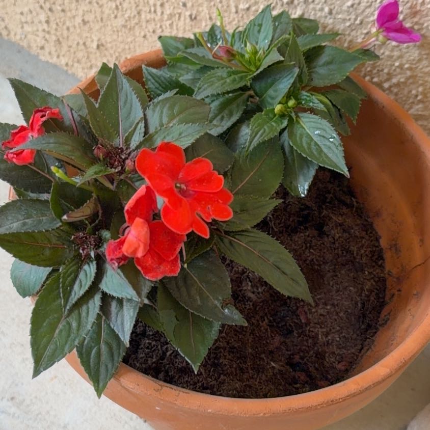 Photo of the plant species SunPatiens by @VocalChia94 named Bodhi on Greg, the plant care app