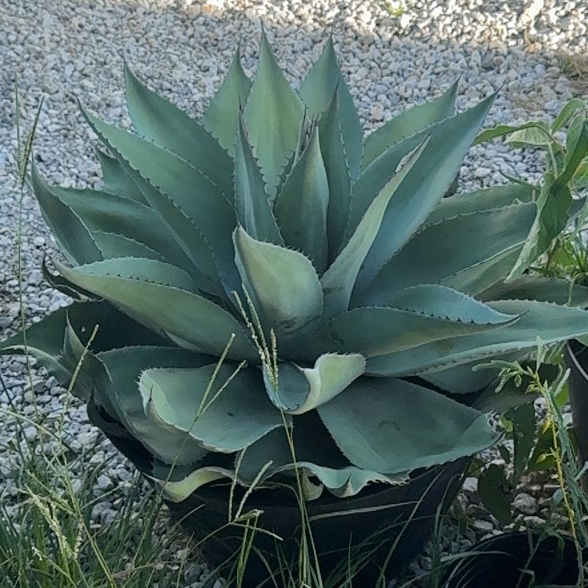Photo of the plant species Agave Raksasa by @AmiableSucc30 named Remington on Greg, the plant care app