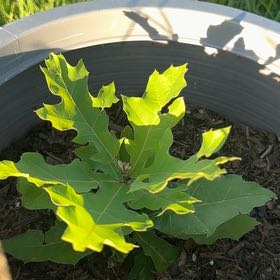 Photo of the plant species Black Oak by @AmiableSucc30 named Austen on Greg, the plant care app