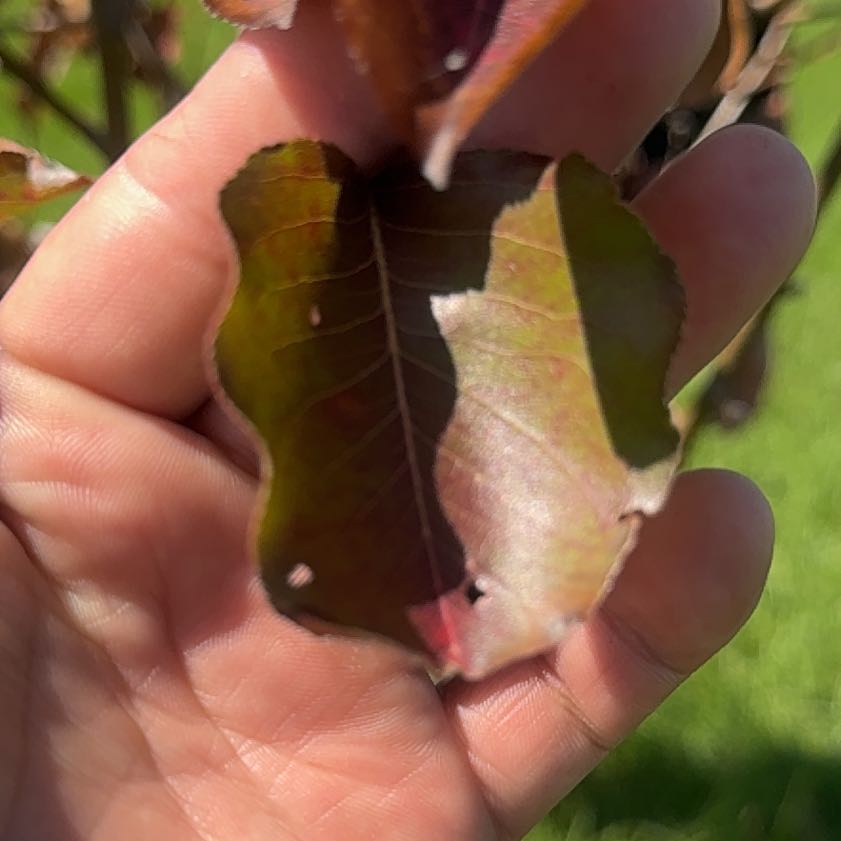 Photo of the plant species Bradford Pear by @AmiableSucc30 named Hamilton on Greg, the plant care app