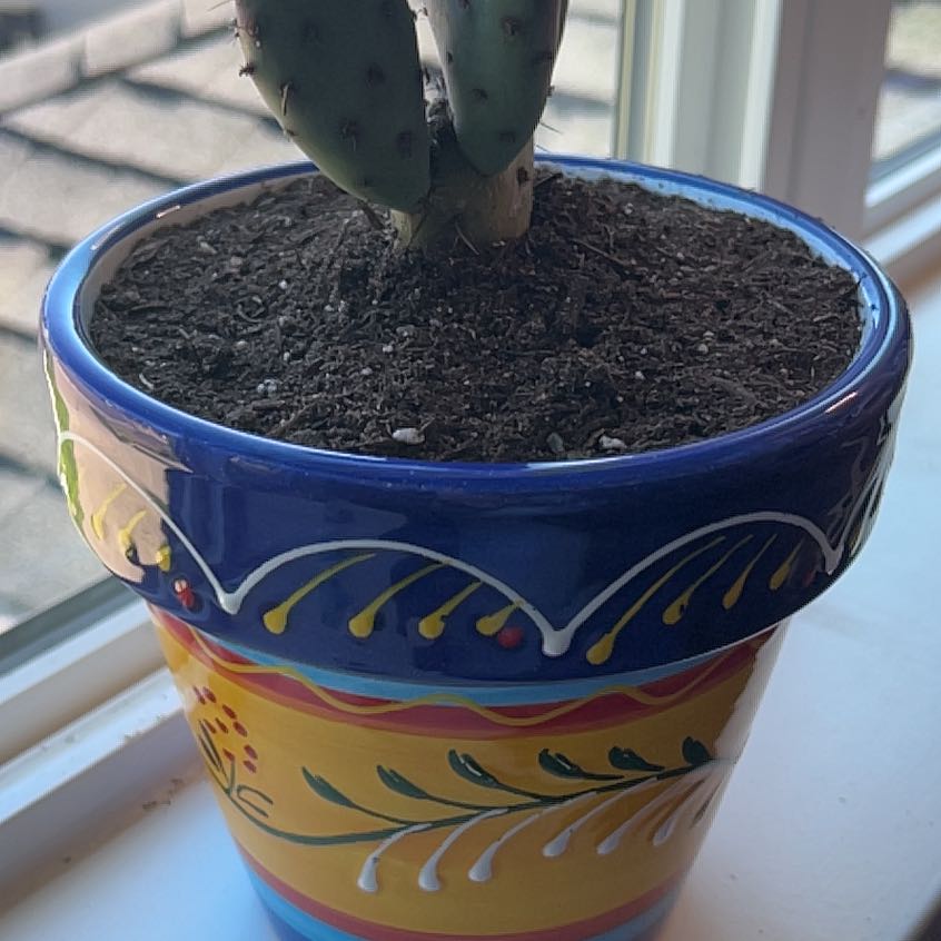 Photo of the plant species Eastern Prickly-Pear Cactus by @xaitokki named Maddy Perez on Greg, the plant care app