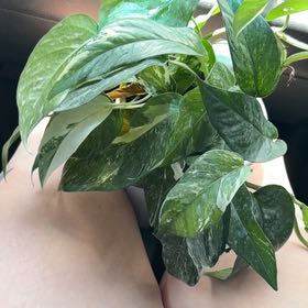 Photo of the plant species Albo Epipremnum Pinnatum by @SolidRosea76 named Curie on Greg, the plant care app