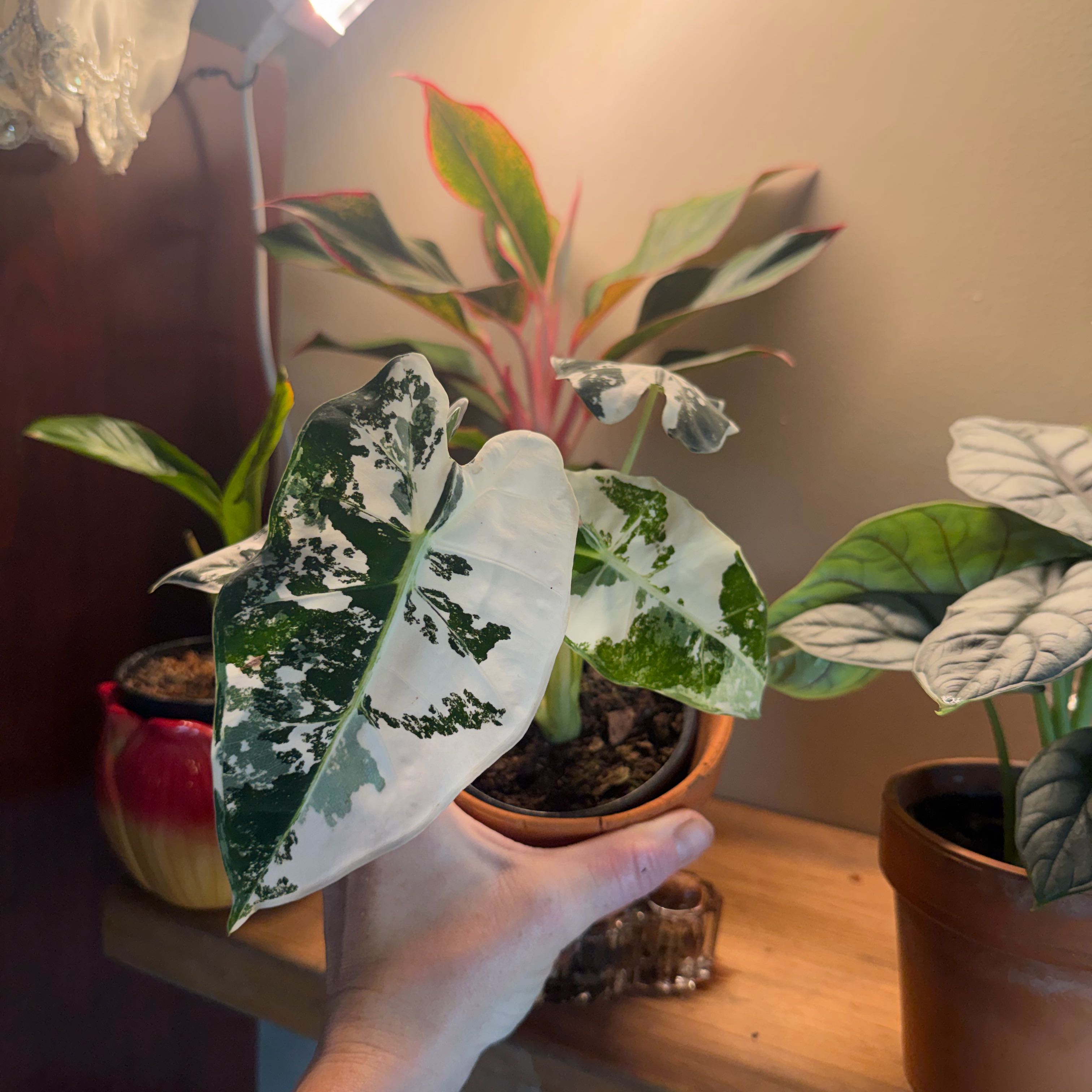 Photo of the plant species Variegated Frydek by @SolidRosea76 named Plato on Greg, the plant care app