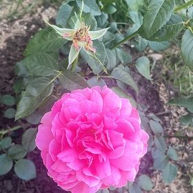 Photo of the plant species French Rose by @GenialChards62 named Elina on Greg, the plant care app