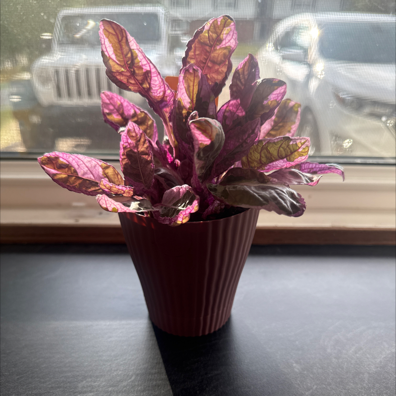 Photo of the plant species Snow White Waffle Plant by @TitanicNeslia56 named Walt on Greg, the plant care app