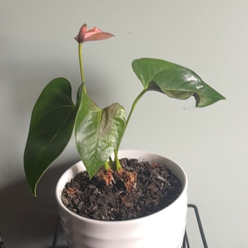 Photo of the plant species Anthurium cirano by @Ritzcracker named Kardashian on Greg, the plant care app