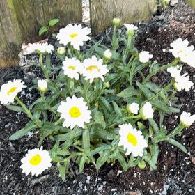 Photo of the plant species Max Chrysanthemum by @HappyBucaneve85 named Lola on Greg, the plant care app