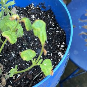 Photo of the plant species Moroccan Mint by @HappyBucaneve85 named Maya on Greg, the plant care app