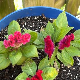 Photo of the plant species Celosia by @HappyBucaneve85 named Gates on Greg, the plant care app