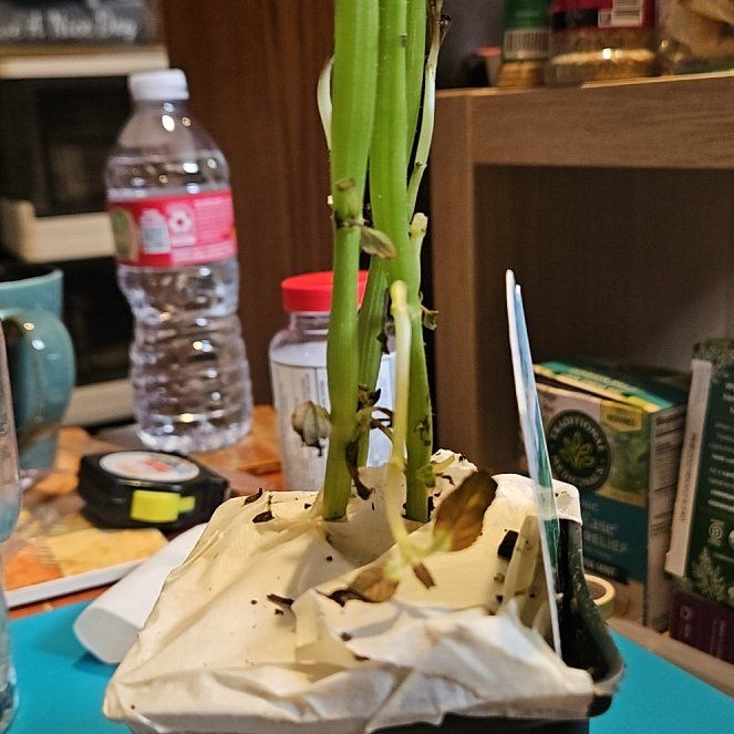 Photo of the plant species Pineapple Sage by @PotentSuriana40 named Bodhi on Greg, the plant care app
