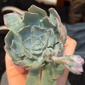 Photo of the plant species Echeveria 'Blue Heron' by @BigRedpine99 named Wo8bles on Greg, the plant care app