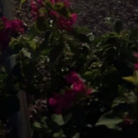 Photo of the plant species Lesser Bougainvillea by @PeakFicus76 named Anne on Greg, the plant care app
