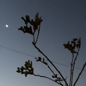Photo of the plant species Bur Oak by @PeakFicus76 named Foxxy on Greg, the plant care app