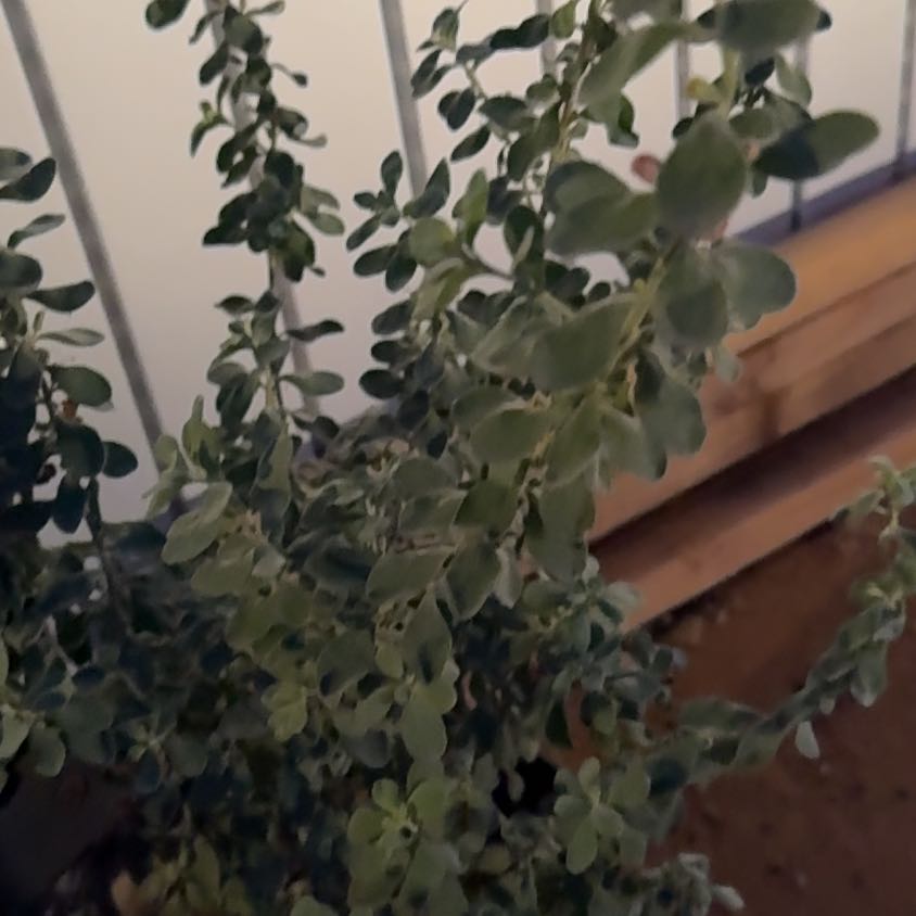 Photo of the plant species Texas Barometer Bush by @PeakFicus76 named Coco on Greg, the plant care app