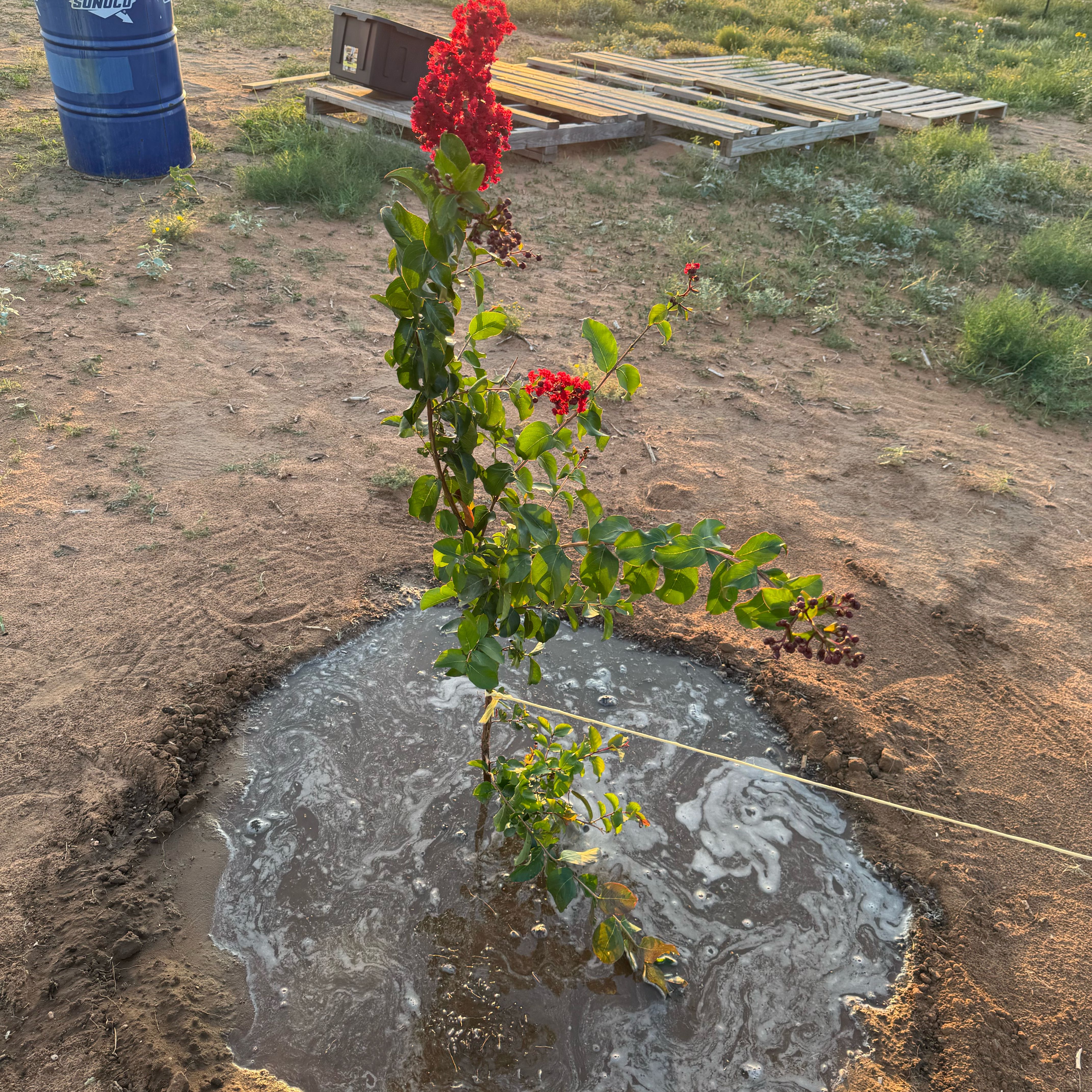 Photo of the plant species Lagerstroemia Indica by @PeakFicus76 named Spike Leaves on Greg, the plant care app