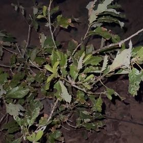 Photo of the plant species Chinkapin Oak by @PeakFicus76 named Sahara on Greg, the plant care app