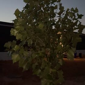 Photo of the plant species Common Cottonwood by @PeakFicus76 named Pax on Greg, the plant care app