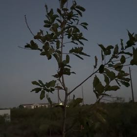 Photo of the plant species Mexican White Oak by @PeakFicus76 named Miley on Greg, the plant care app