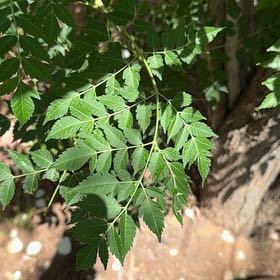 Photo of the plant species Chinaberry by @PeakFicus76 named Sonora on Greg, the plant care app
