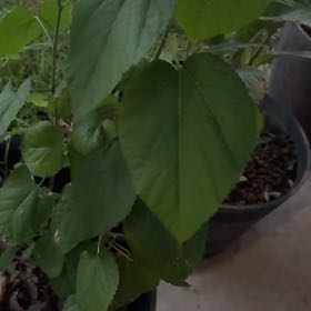 Photo of the plant species White Mulberry by @PeakFicus76 named Clooney on Greg, the plant care app