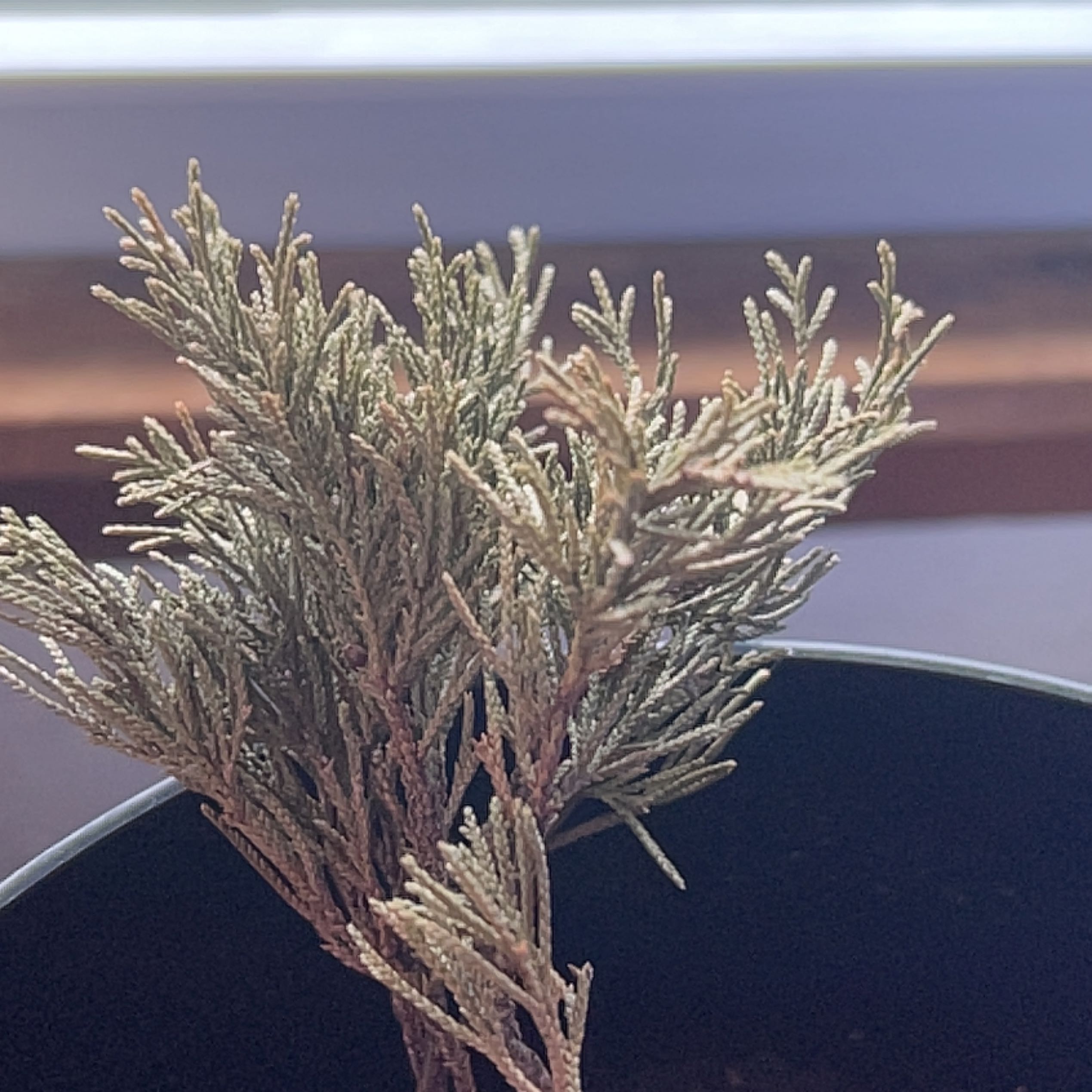 Potted American Juniper plant with needle-like leaves near a window.