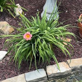 Photo of the plant species Orange Daylily by @VastMatgrass60 named Spike Leaves on Greg, the plant care app