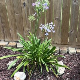Photo of the plant species Blue Lily by @VastMatgrass60 named Fernie Mac on Greg, the plant care app