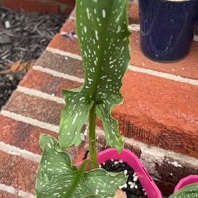Photo of the plant species Spotted Calla Lily by @ZestEndive62 named Philop on Greg, the plant care app