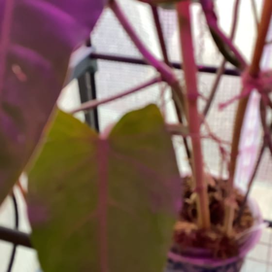 Photo of the plant species Philodendron erubescens 'Chocolate' by @MFK named Harmony on Greg, the plant care app