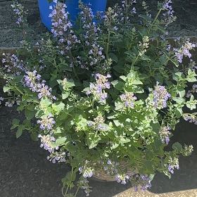 Photo of the plant species Junior Walker Catmint by @GuruSeepmuhly66 named Morgan Treeman on Greg, the plant care app
