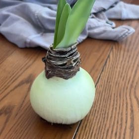 Photo of the plant species Minerva Amaryllis by @GuruSeepmuhly66 named ChloroPhil on Greg, the plant care app