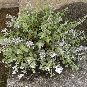 Photo of the plant species Junior Walker Catmint by @GuruSeepmuhly66 named Huckleberry Fern on Greg, the plant care app