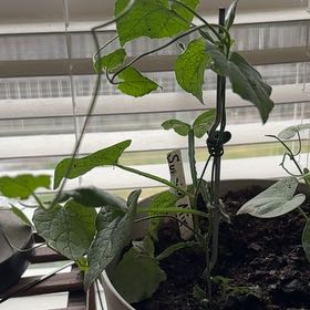 Photo of the plant species Blackeyed Susan Vine by @HannahScott named Harmony on Greg, the plant care app