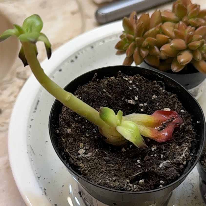 Photo of the plant species Echeveria 'Autumn Flame' by @SpicyChojubai32 named Sahara on Greg, the plant care app