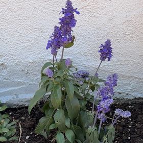 Photo of the plant species Mealycup Sage by @DeftFlax24 named Gomez on Greg, the plant care app