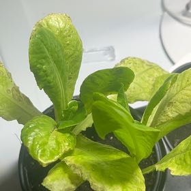Photo of the plant species Garden Lettuce by @RightfulPuriri7 named Doja Cat on Greg, the plant care app
