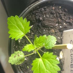 Photo of the plant species Cucumber by @RightfulPuriri7 named Gobi on Greg, the plant care app