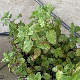 Photo of the plant species Lemon Balm by @MajesticPomelo named Maya on Greg, the plant care app