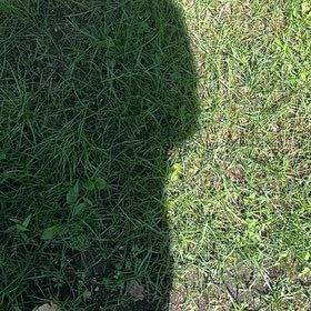 Photo of the plant species Bermuda Grass by @MajesticPomelo named Sherlock on Greg, the plant care app